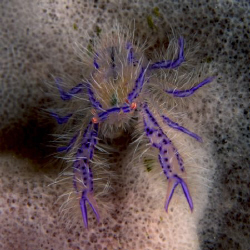 Super Macro Image of a Hairy Squat Lobster. Taken with D2... by David Henshaw 